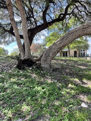 Quercus sinuata