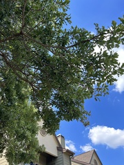 Quercus sinuata