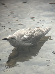 Larus glaucescens × occidentalis