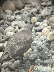 Larus glaucescens × occidentalis