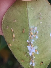 Ctenarytaina insularis