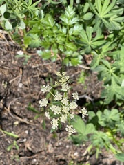 Ligusticum