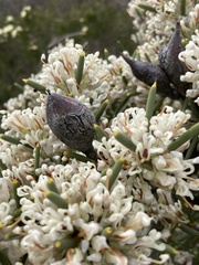 Hakea psilorrhyncha