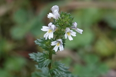 Euphrasia stricta