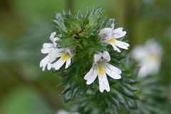Euphrasia stricta