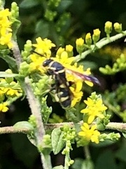 Leucospis