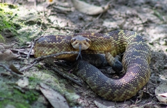 Crotalus molossus nigrescens