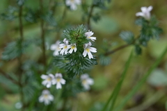 Euphrasia stricta