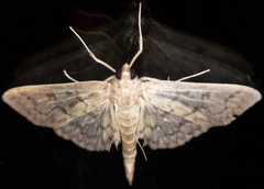 Herpetogramma aquilonalis