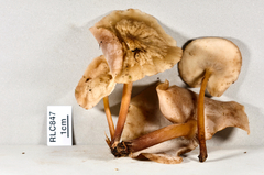 Filoboletus gracilis