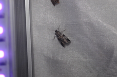 Acrobasis tricolorella