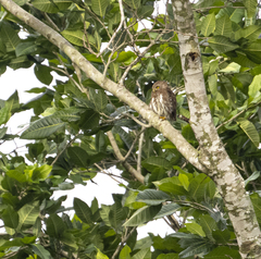 Glaucidium brasilianum