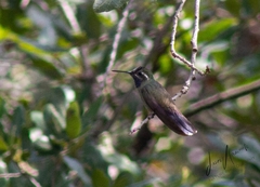 Lampornis clemenciae