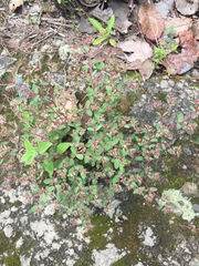 Euphorbia anychioides