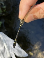 Macromia beijingensis