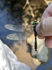 Macromia beijingensis
