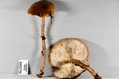 Rhodocollybia