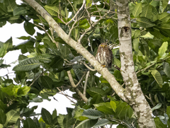 Glaucidium brasilianum