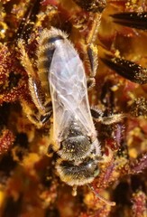Cockerellia