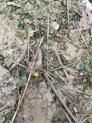 Cardamine douglassii