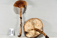 Rhodocollybia