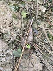 Cardamine douglassii