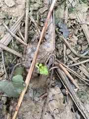 Cardamine douglassii