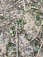 Cardamine douglassii