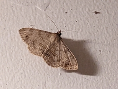 Anticarsia gemmatalis