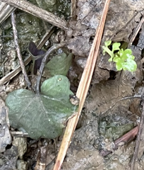 Cardamine douglassii