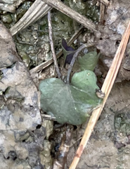 Cardamine douglassii