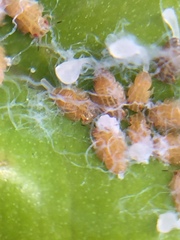 Ctenarytaina insularis