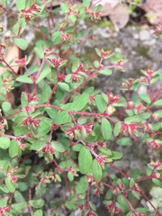 Euphorbia anychioides