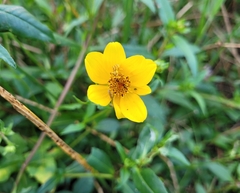 Bidens laevis