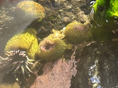 Anthopleura elegantissima