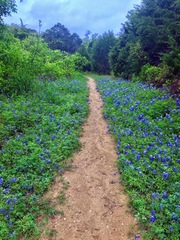 Lupinus texensis