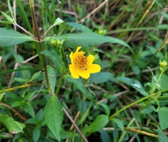 Bidens laevis