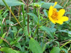 Bidens laevis
