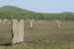 Amitermes meridionalis