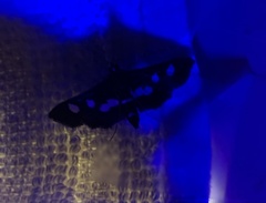 Desmia funeralis