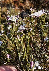 Philotheca salsolifolia