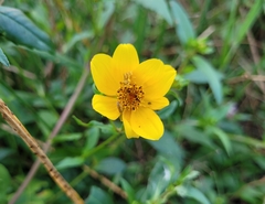 Bidens laevis