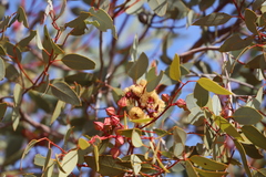 Eucalyptus pachyphylla
