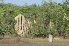Nasutitermes triodiae