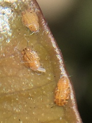 Ctenarytaina insularis