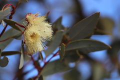 Eucalyptus pachyphylla
