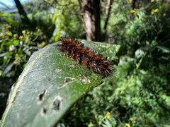 Hypercompe scribonia