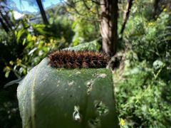 Hypercompe scribonia