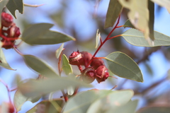 Eucalyptus pachyphylla