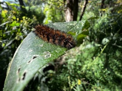 Hypercompe scribonia